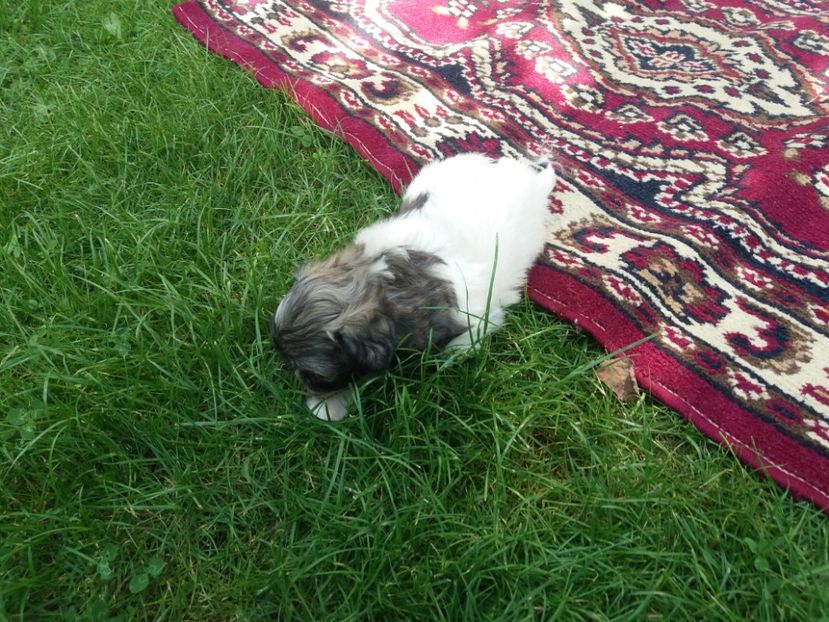  - Vand bichon havanez