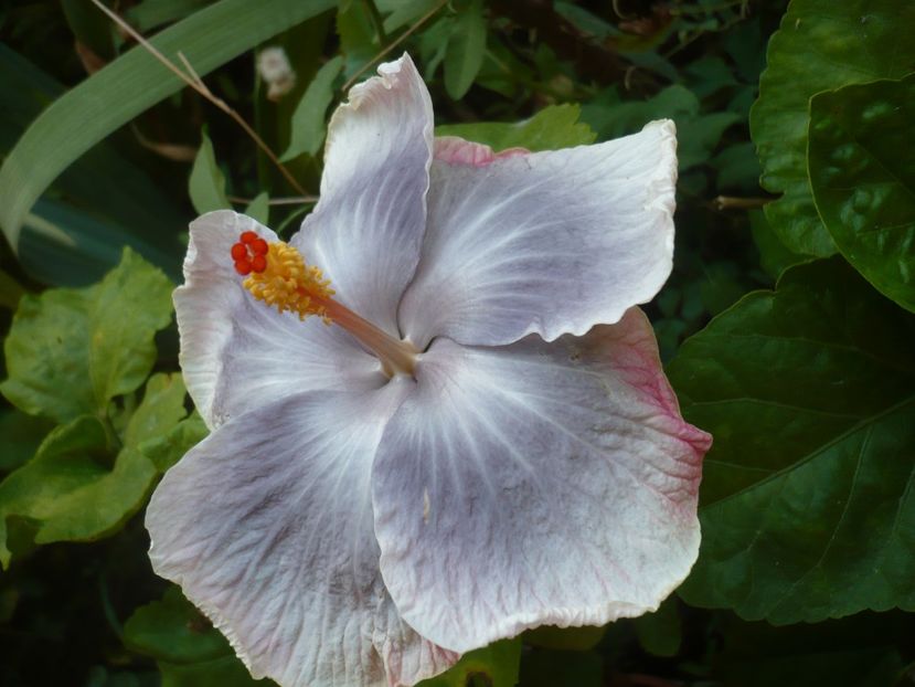 P1390671 - HIBISCUSI 2018-3