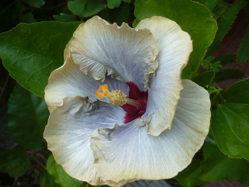 P1390673 - HIBISCUSI 2018-3