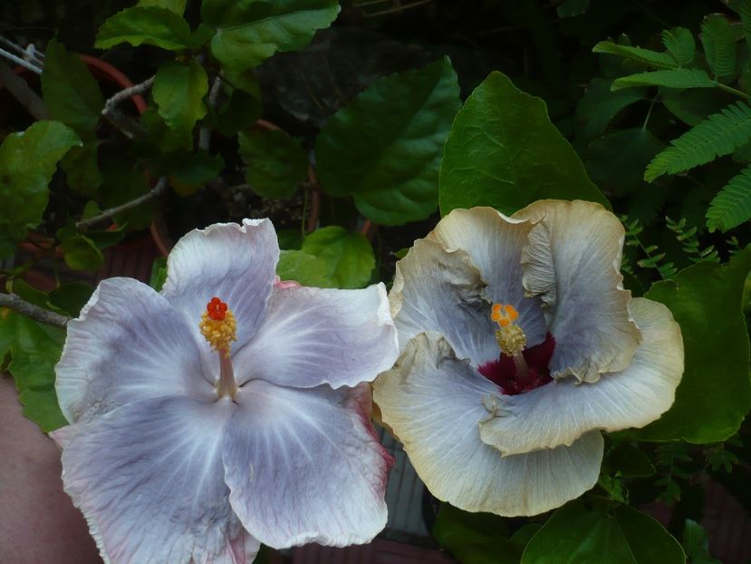 P1390674 - HIBISCUSI 2018-3