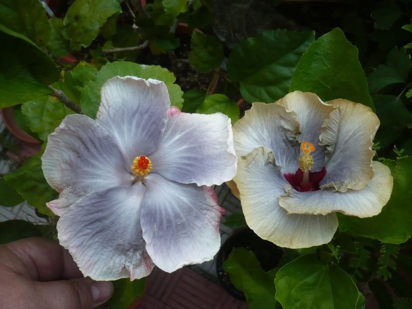 P1390675 - HIBISCUSI 2018-3