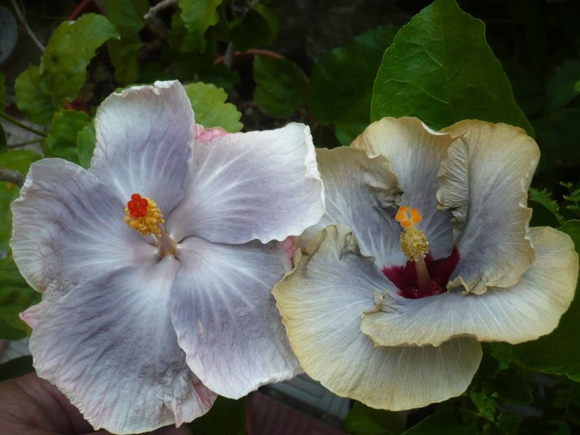 P1390677 - HIBISCUSI 2018-3