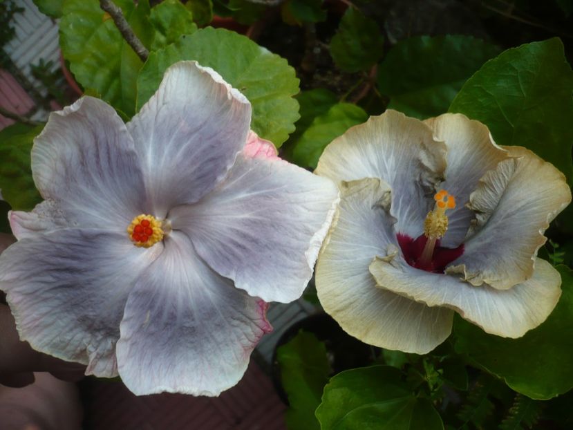 P1390678 - HIBISCUSI 2018-3