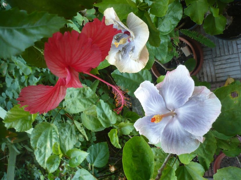 P1390680 - HIBISCUSI 2018-3