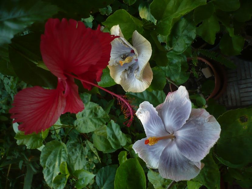 P1390681 - HIBISCUSI 2018-3