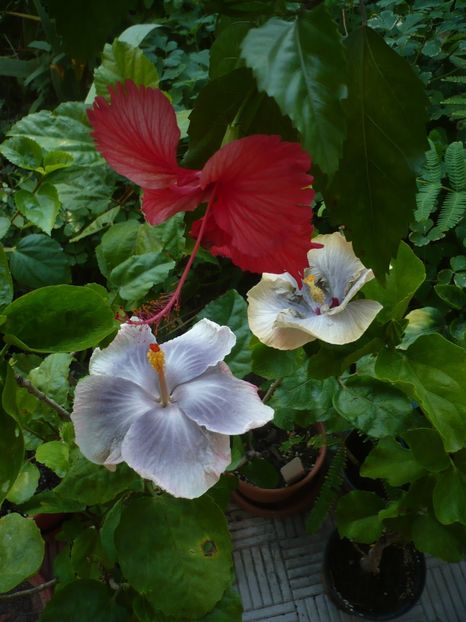 P1390683 - HIBISCUSI 2018-3