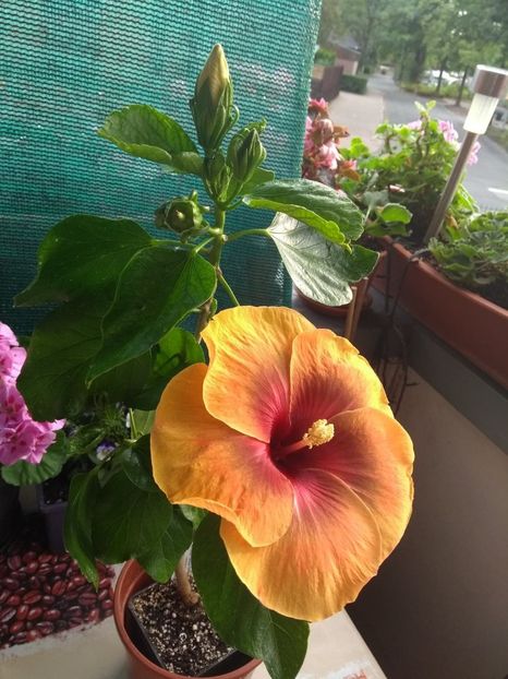  - 04Hibiscus