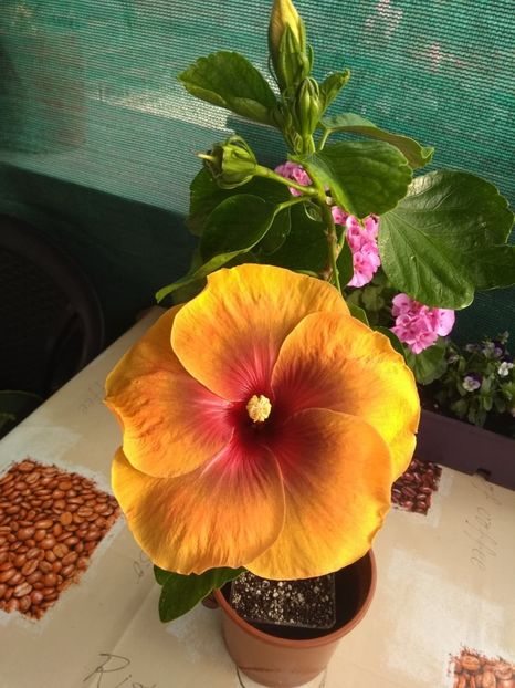  - 04Hibiscus