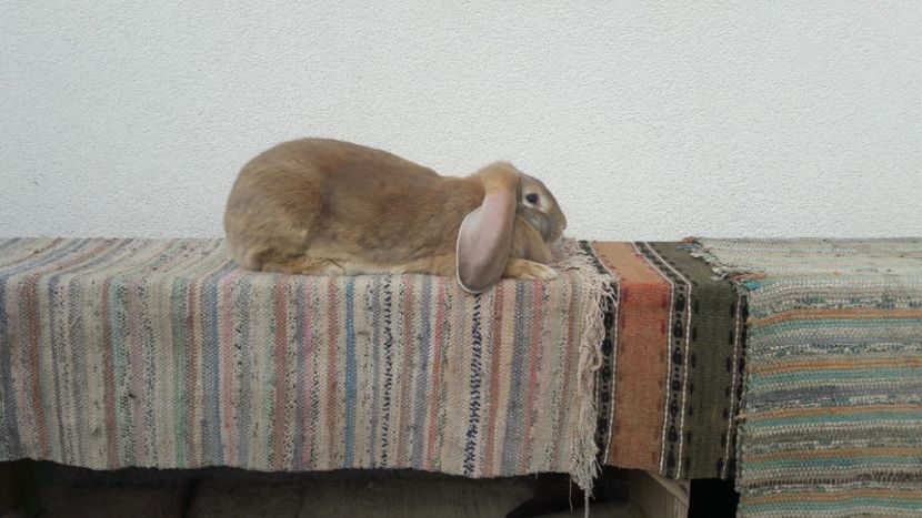  - 2- Femela berbec german mignon