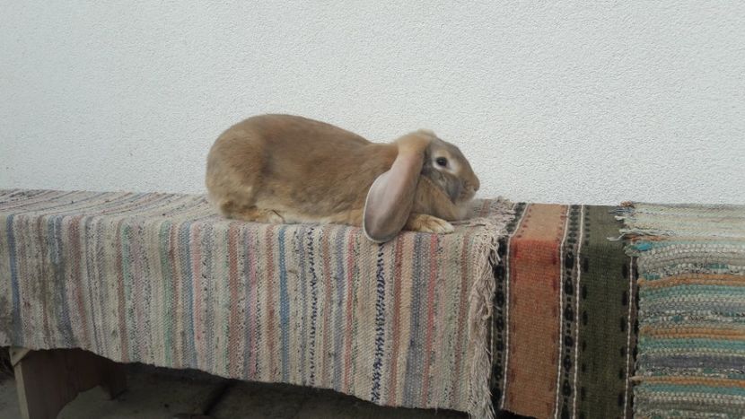  - 2- Femela berbec german mignon