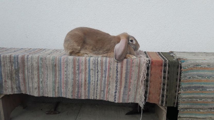  - 2- Femela berbec german mignon