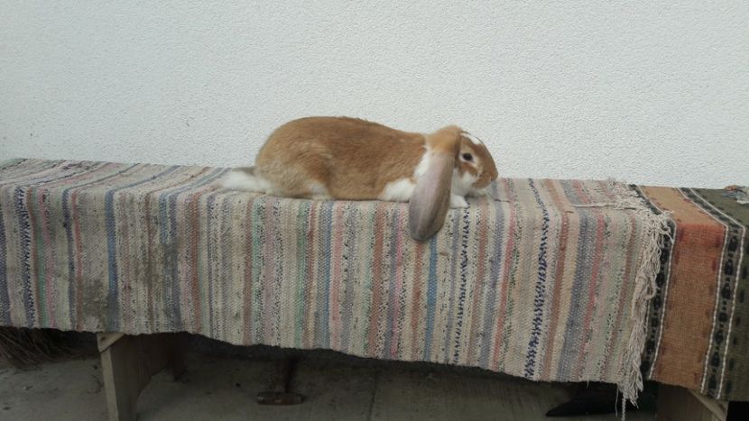  - 3 femela galben mantulat