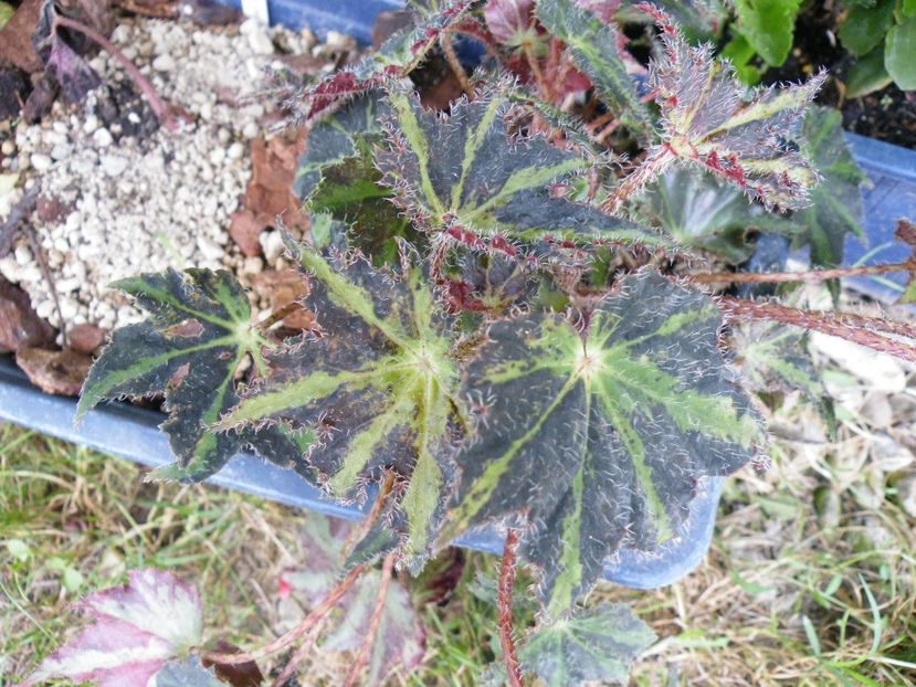 rayon vert - Colectie begonia