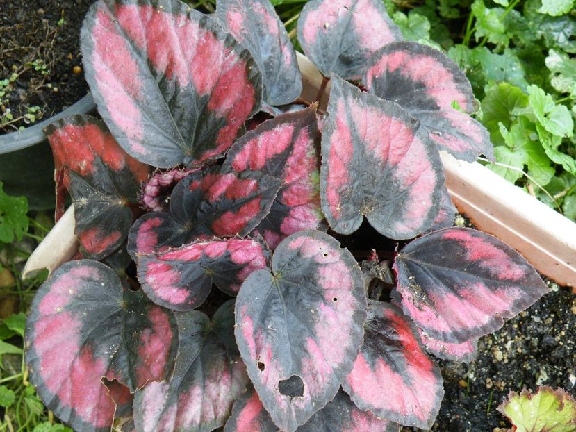 red kiss - Colectie begonia