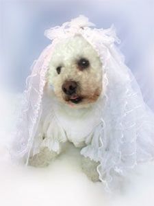 *il lin;ge pe bot pe Dimi* - episodul 56