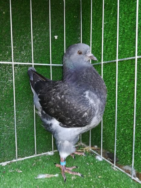 1-0 vandut - King 2018