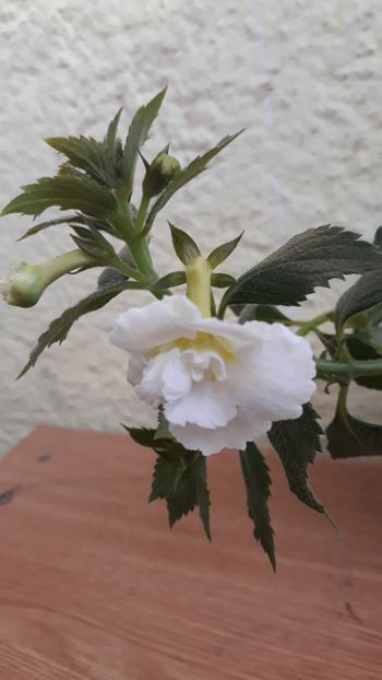 2018 - R19 - Carpathia