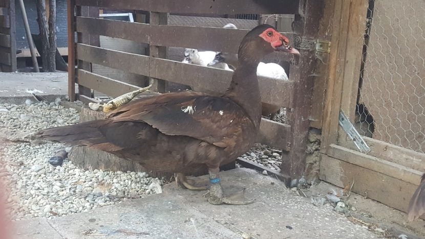 Tot el - Bomboane asortate 2018