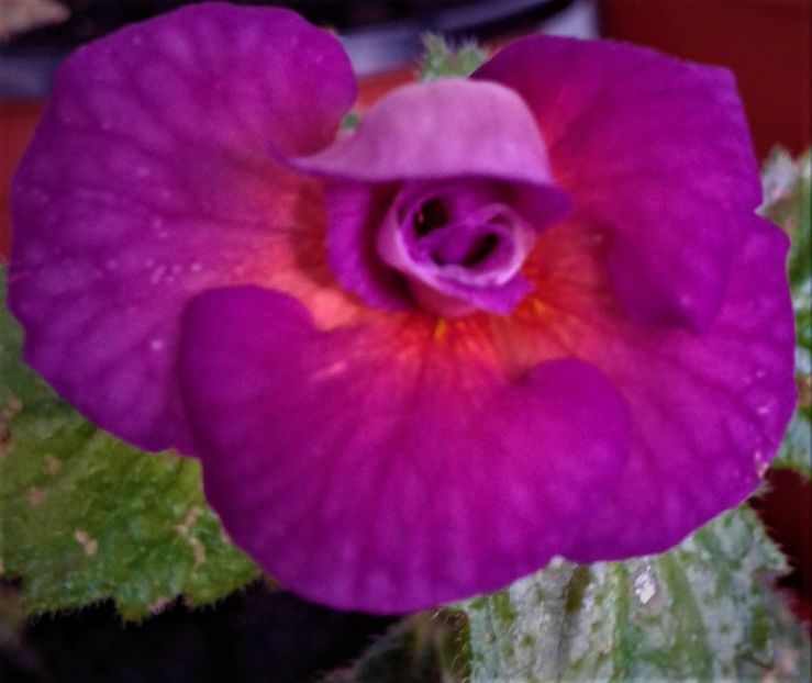  - achimenes varietati pitici