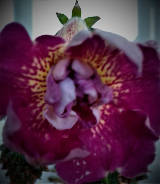  - achimenes varietati pitici