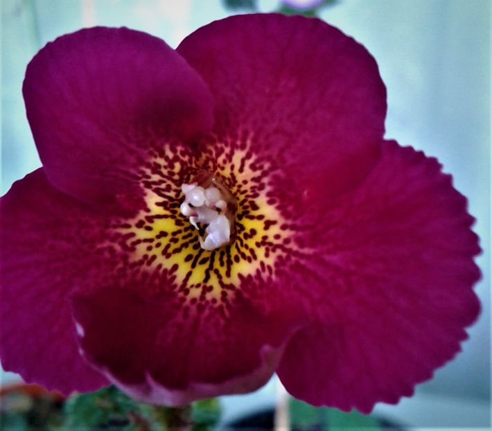  - achimenes varietati pitici