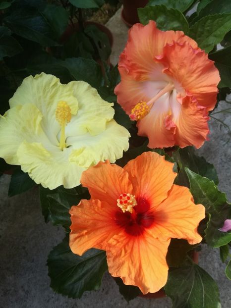  - Hibiscus