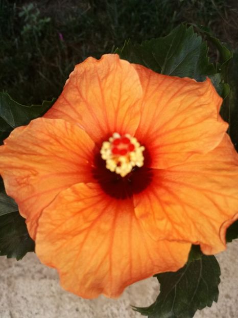  - Hibiscus