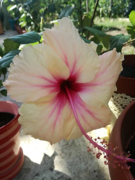  - Hibiscus
