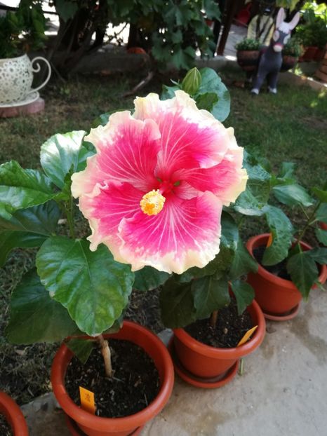  - Hibiscus