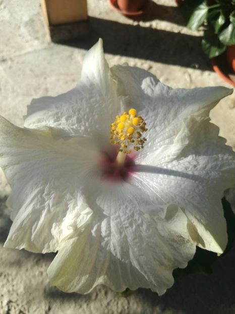  - Hibiscus