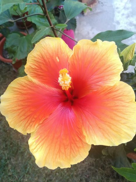  - Hibiscus