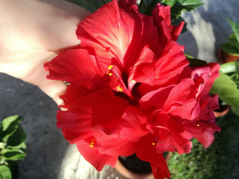  - Hibiscus