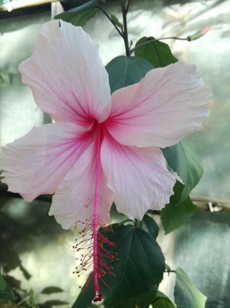  - Hibiscus