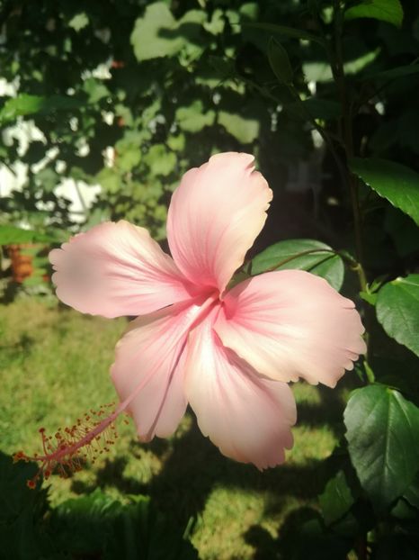  - Hibiscus