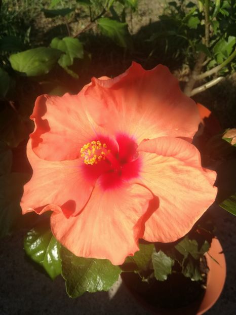  - Hibiscus