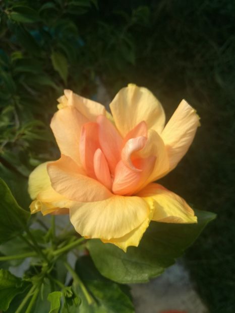  - Hibiscus