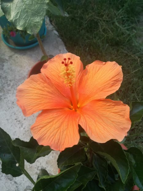  - Hibiscus