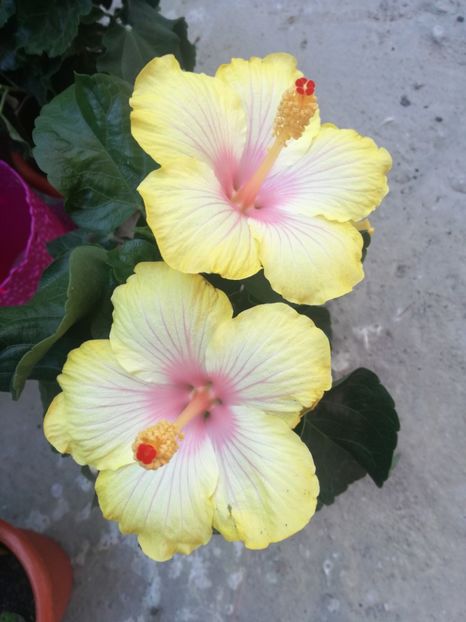  - Hibiscus