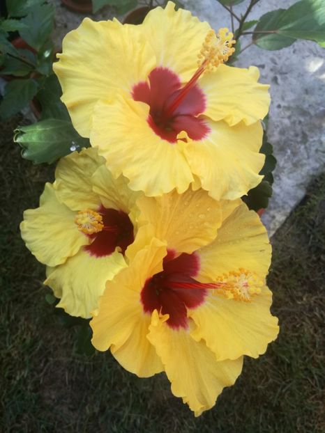  - Hibiscus