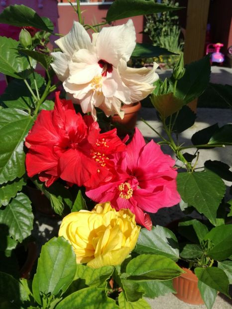  - Hibiscus