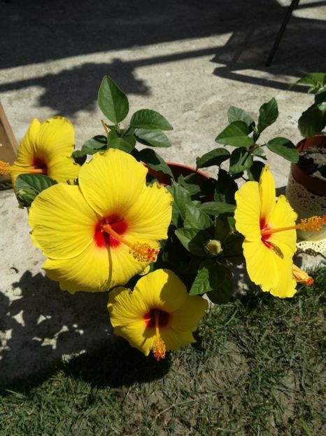  - Hibiscus