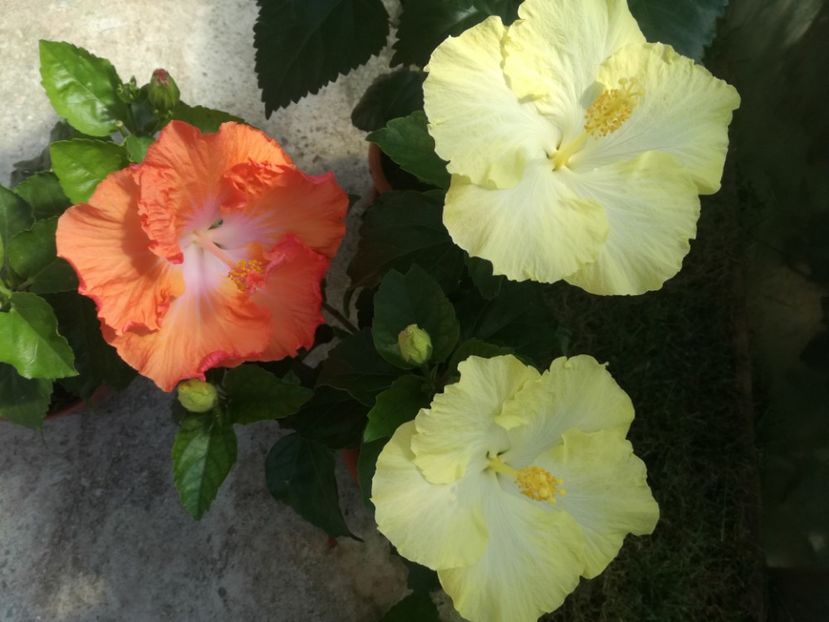  - Hibiscus
