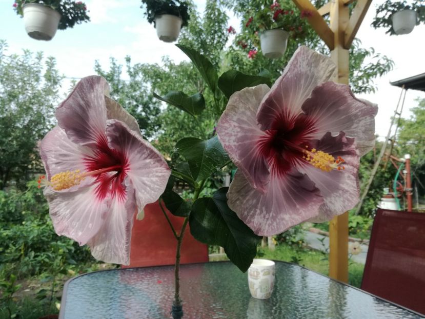  - Hibiscus