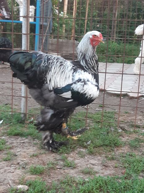  - Tineret 2018