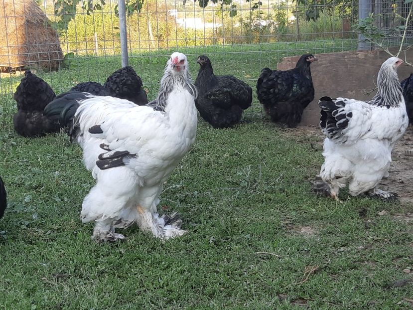 20180820_190755(0) - Tineret 2018