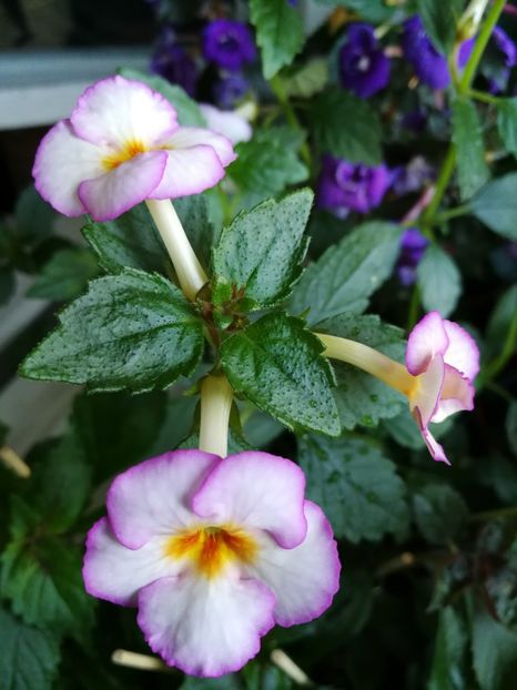  - Achimenes 2018