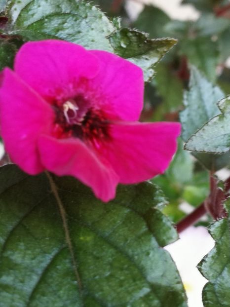  - Achimenes 2018