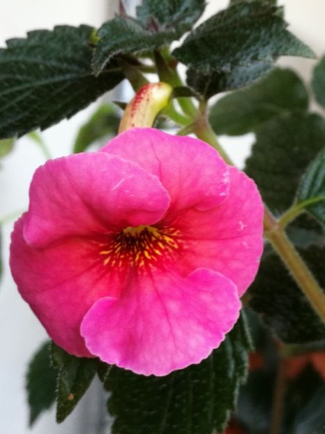  - Achimenes 2018