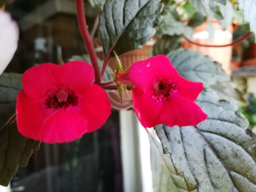  - Achimenes 2018