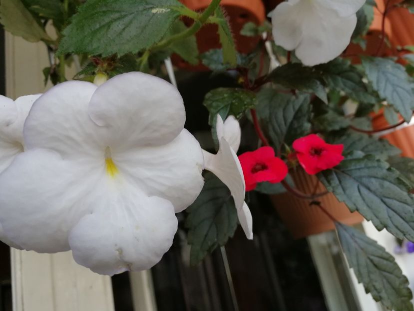  - Achimenes 2018